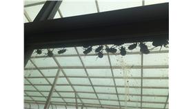 ▲數十獨角仙群聚紗窗。（圖／翻攝自PTT）