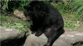 台灣黑熊,圖／翻攝自維基百科