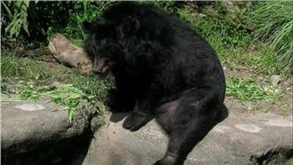 黑熊狠闖襲雞舍　22隻雞不翼而飛！