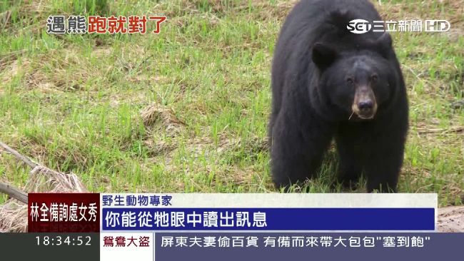 遇熊攻擊如何保命？專家曝黑熊弱點