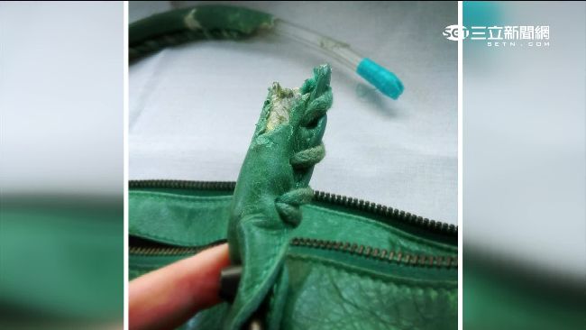 偷工減料？名牌包好硬挺　原來有秘密