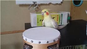 太陽鳥,鸚鵡,鈴鼓 圖/翻攝自いいちこインコの飼い主＠漫画発売中Twitter