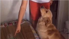 黃金獵犬撒嬌討拍拍 （圖／翻攝自美拍）