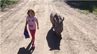 3歲娃教小犀牛走路　搖搖晃晃超可愛