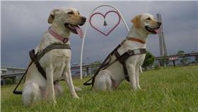 導盲犬（圖／翻攝自台灣導盲犬協會臉書粉絲專頁）
https://www.facebook.com/TWGDA/photos/pb.441959345022.-2207520000.1465039274./10156829353985023/?type=3&theatertype=3&theater