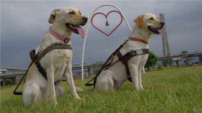 台灣導盲犬協會挨轟「歧視同志視障」