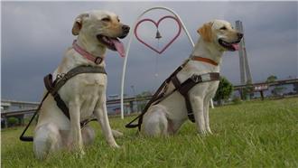 拒絕導盲犬自由出入公共空間　恐觸法