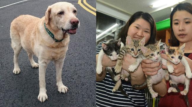 生命的延續…癌末犬救出幼貓後過世