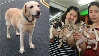 生命的延續…癌末犬救出幼貓後過世