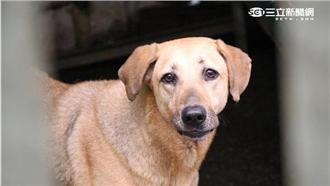 毛孩後頸一個洞自己咬？　寵物旅館道歉了