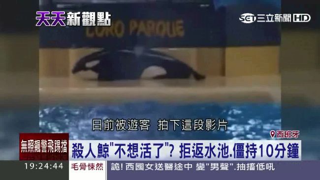 反撲攻擊？殺人鯨上岸拒返水池疑尋短