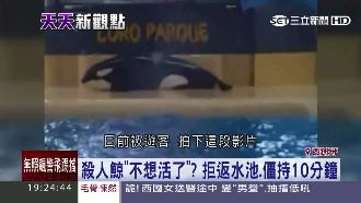 反撲攻擊？殺人鯨上岸拒返水池疑尋短