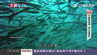 基隆救軟絲　潛水教練搭「人工產房」