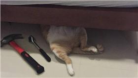 貓咪,喵星人,圖／貓咪也瘋狂俱樂部 CrazyCat club