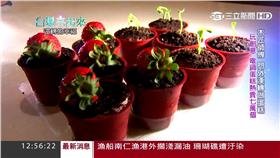 台灣亮起來 木匠蛋糕