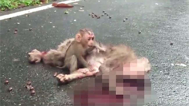 母猴遭「路殺」！小猴子哀嚎心碎
