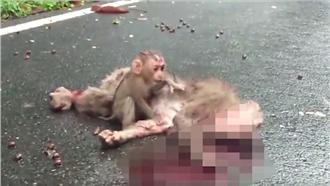 母猴遭「路殺」！小猴子哀嚎心碎