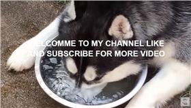 哈士奇,呆萌,吐泡泡 圖/翻攝自News Buzz Pranks YouTube