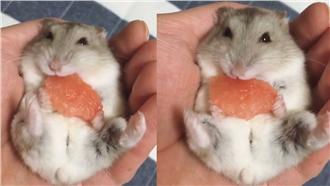 倉鼠翻肚抱西瓜猛嗑　嘴巴狂動超可愛