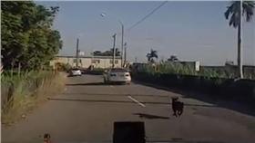 狗狗狂追車 （圖／翻攝自張秋香臉書）