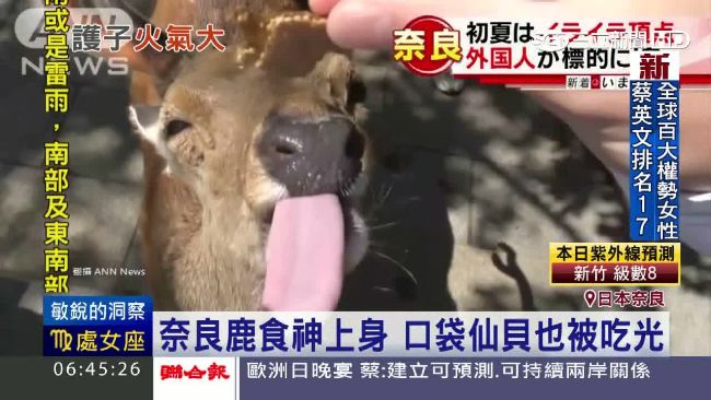 奈良神鹿繁殖期脾氣壞　失控亂戳遊客