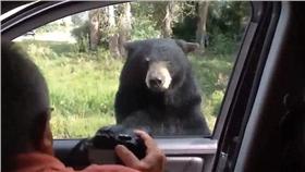 美洲黑熊,https://www.youtube.com/watch?v=bY0m1pqbaw8