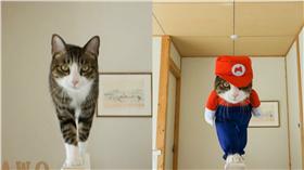 貓,https://www.instagram.com/psmaaru/