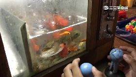 遊戲機撈魚1200
