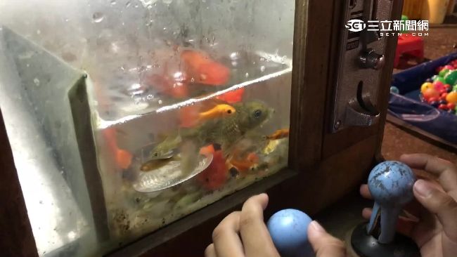 夾娃娃機撈金魚　魚慘被「喇」到翻肚