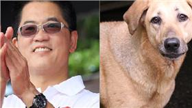 台東縣長,黃健庭,流浪狗（圖／組合圖）