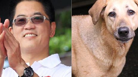 餵養流浪動物罰一萬　台東縣長這麼說