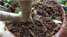 馬陸,花盆,乾燥,節肢動物
圖／中央社