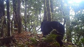 w台灣熊出沒1600