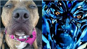 狗,毛小孩,汪星人,孤獨,Freya,變形金剛5,麥可貝
合成圖／翻攝自Freshfields Animal Rescue 'Freya's' Doggie Diary臉書、YouTube