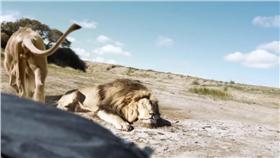 南非獅子（圖／翻攝自YouTube）