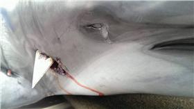 海豚遭獵殺(圖/黑潮海洋文教基金會臉書)