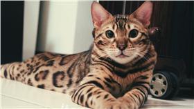 貓,葉問,圖／韓吉是個男子漢臉書