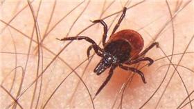 恙蟲　翻攝網路