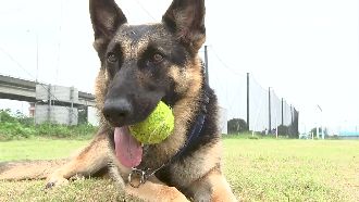 毛小孩變身山難搜救隊　聞足跡味尋人