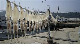 佐賀烏賊▲圖／攝影者Leo D'lion, flickr CC License https://www.flickr.com/photos/ohira5/500496097/