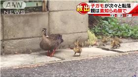 ▲直擊小鴨跌進水溝　暖男搬水泥蓋相救。（圖／翻攝自ANNnewsCH YouTube）