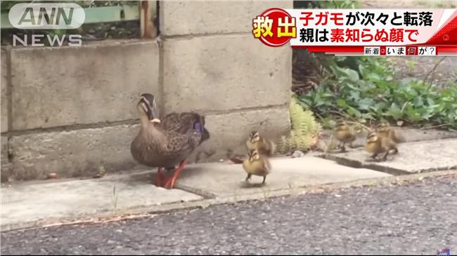 直擊小鴨跌進水溝　暖男搬水泥蓋相救