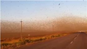 ▲俄羅斯蝗災。（圖／翻攝自Hollywood Animal TV Sorn YouTube）
