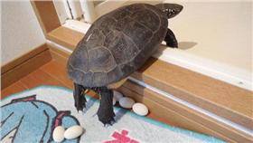 初音,烏龜,產卵/ナルパジン（@narupajin）/TWITTER