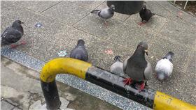 鴿子／中央社