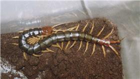 蜈蚣／翻攝自百度