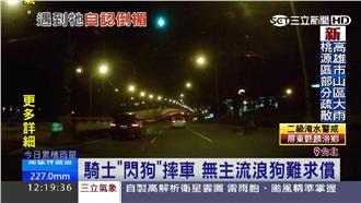 騎士撞狗慘摔　找不到主人求償無門
