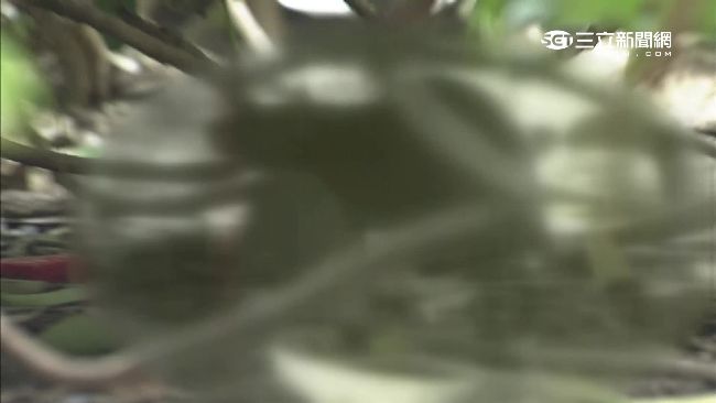 北車街頭鼠滿為患　大到馬賽克遮不住