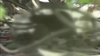 北車街頭鼠滿為患　大到馬賽克遮不住