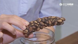 麝香貓咖啡揭密　這便便聞起來‧‧‧